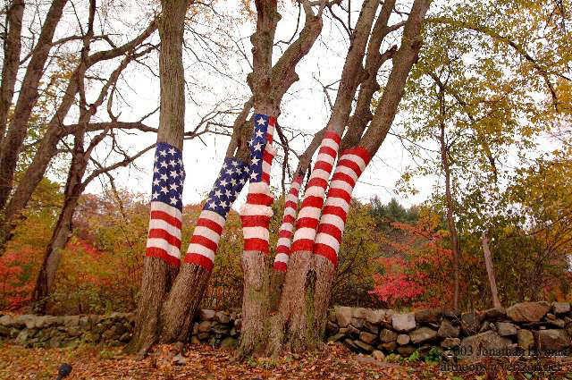 Flag trees in Connecticut.  Photograph by Jonathan Hyman.